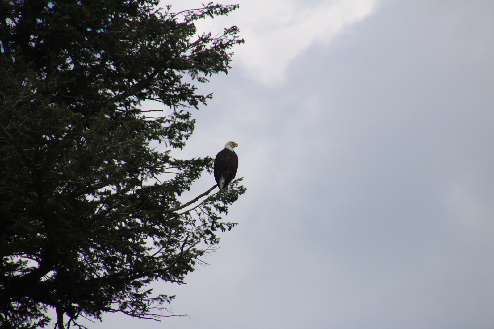 A bald eagle perched at the top of a pine tree against a grey sky